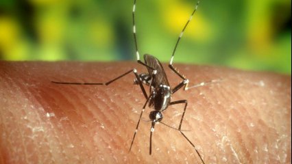 Yunanistan'da Batı Nil Virüsü nedeniyle 19 kişi hayatını kaybetti 