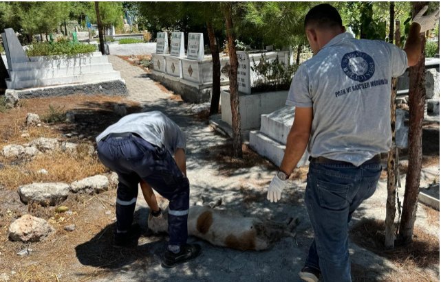 Düzenleme TBMM'den geçti, başıboş köpekleri ilk toplayan DEM Partili Silvan belediyesi oldu