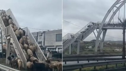 Koyunlar Üst Geçidi Kullandı 